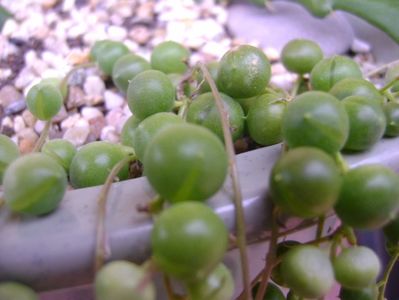 Senecio rowleyanus