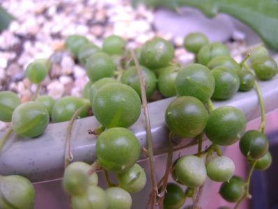 Senecio rowleyanus