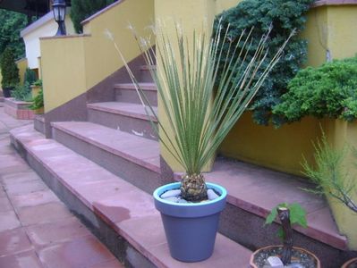 Dasylirion serratifolium; Planta din familia agavaceae, originara din Mexic. I se mai spune Desert  spoon sau Sandpaper Sotol, Iarba mexicana sau Iarba motata
