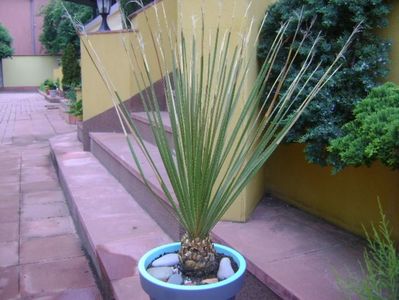 Dasylirion serratifolium; Planta din familia agavaceae, originara din Mexic. I se mai spune Desert  spoon sau Sandpaper Sotol, Iarba mexicana sau Iarba motata
