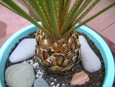 Dasylirion serratifolium, detaliu; Planta din familia agavaceae, originara din Mexic. I se mai spune Desert  spoon sau Sandpaper Sotol, Iarba mexicana sau Iarba motata

