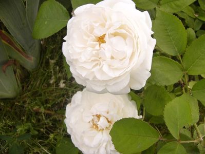 Rosa Artemis