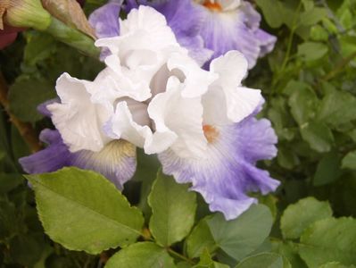 Iris Blue Lasso