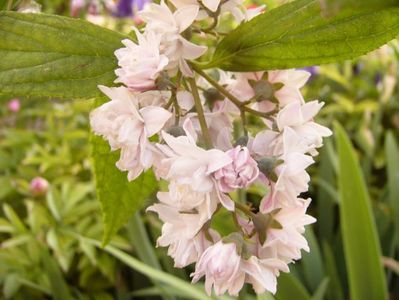 Deutzia