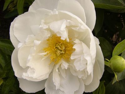 Paeonia Miss America