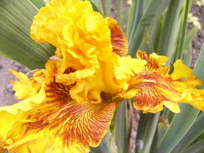 Iris Burst cred....