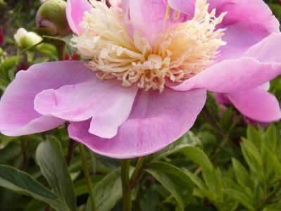 Paeonia Largo