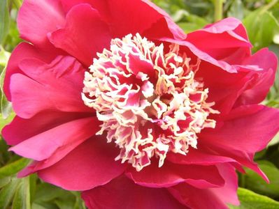 Paeonia Charles Burgers