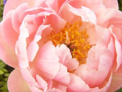 Paeonia Pink Hawaiian coral