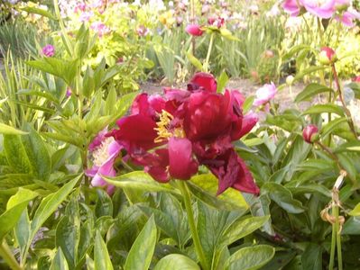 Paeonia Buckeye belle