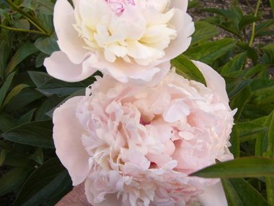 Paeonia Madame Calot