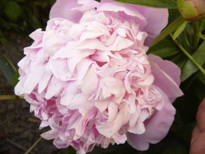 Paeonia Lady Anna