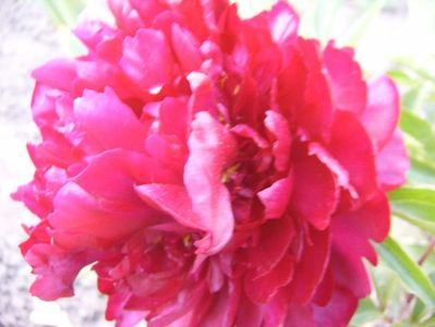 Paeonia Francois Ortega