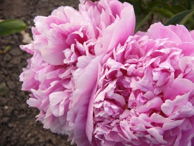 Paeonia Edulis Superba