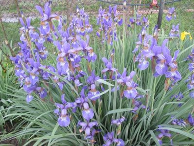 Iris Sibirica