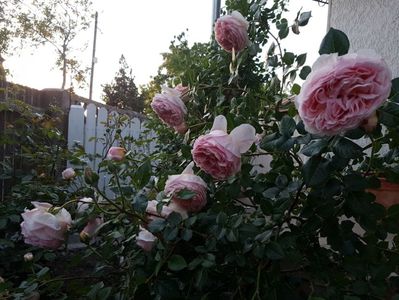 a shropshire lad