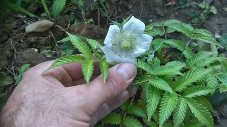 capsuna japoneza