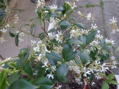 Trachelospermum jasminoides