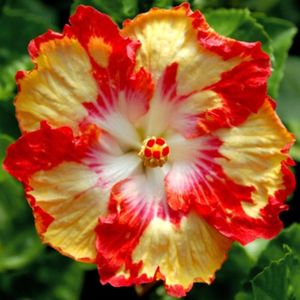 Hibiscus - Bright Horizon seminte 3,50 bucata