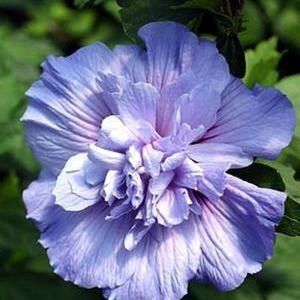 Hibiscus - Blue Chiffon floare dubla seminte 3,50 bucata