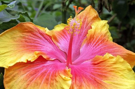 Hibiscus - Birdsong seminte 3.50 bucata