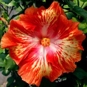 Hibiscus - Energy Blast seminte 3.50 bucata; Hibiscus - portocaliu degrade
