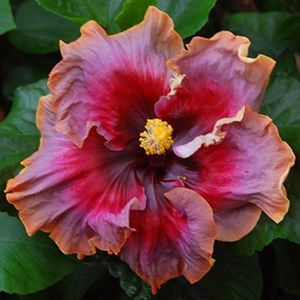 Hibiscus - Hollywood Starlet seminte 3.50 bucata; Hibiscus mov cu portocaliu degrade
