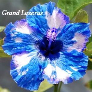 Hibiscus - Grand Lazerus albastru cu albe seminte 3.50 bucata