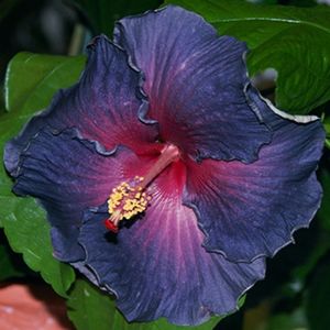 Hibiscus -  Blue Heaven bleomaren cu grena seminte 3.50 bucata