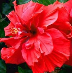 Hibiscus - Rosu- Double Scarlet cu flori mari si batute seminte 3.50 bucata