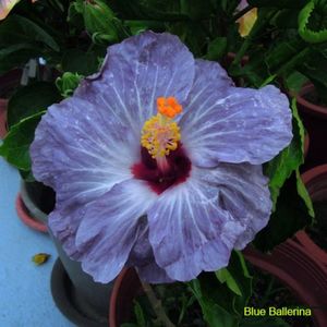 Hibiscus - Blue Ballerina seminte 3.50 bucata