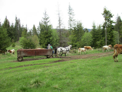 Coboram in Tinoasa la drum