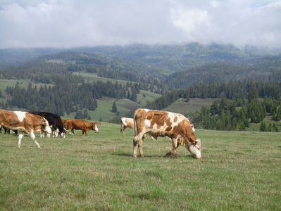 peisaj cu vaci