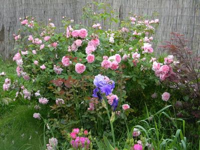 Cottage rose