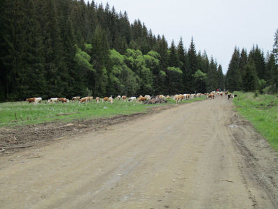 Vacile pe drum-5ga