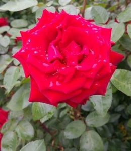Papa Mailland; Un trandafir deosebit. Este parfumat si petalele sunt catifelate. Bine ingrijit si sustinut poate ajunge la peste 2 m inaltime.
