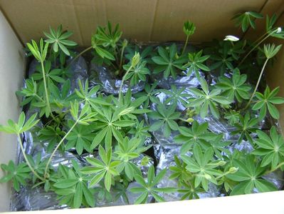 Pachet 10 plante lupin mixt -Plant-Shop