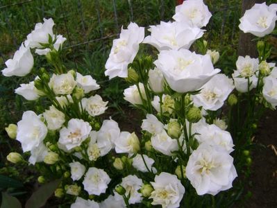 Cmpanula perscifolia la bonne amie pierduta; flori iunie-august
