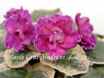 mardi gras madness african violets