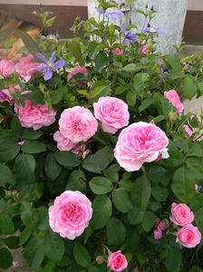 Gertrude jekyll