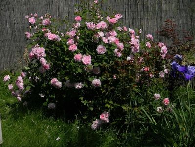 Cottage rose