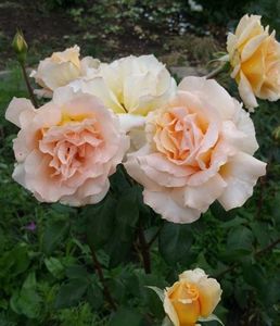 Diamond Jubilee; Rosa Diamond Jubilee - Galben deschis - trandafir teahibrid. Este un trandafir cu parfum discret - 90-130 cm
