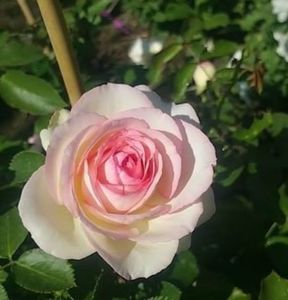 Pierre de Ronsard ( Eden Rose )-Trandafir Urcator 2016