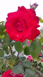 Papa Mailland trandafir