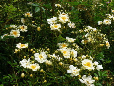 Alba Helena Semiplena