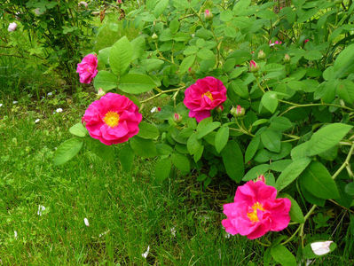 Rosa Galica Oficinalis