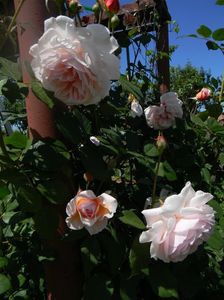 A Shropshire lad