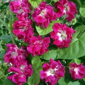Ipomoea dubla - Zorele -Buna dimineata cu flori batute; 10 seminte - 3 RON
