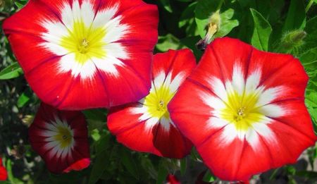 Ipomoea dubla - Zorele -Buna dimineata cu flori rosii; 10 seminte - 3 RON
