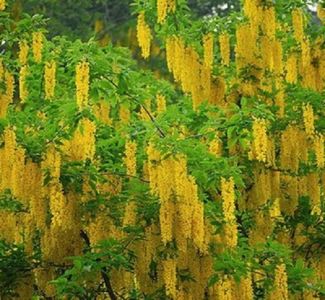 Laburnum Alpinum (Golden Chaine Tree); ****** Laburnum Alpinum (Golden Chaine Tree) - 2 seminte - 5 RON ******
